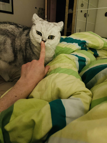I booped my cats nose