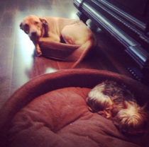 I bought my dogs beds but I dont think they get it