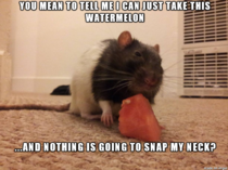 I bring to you Skeptical Rat