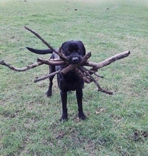 I couldnt remember which stick you threw