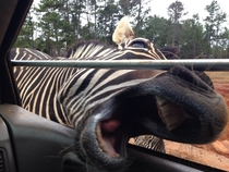 I decided to try out a wild animal safari Zebra tried to eat me Never again