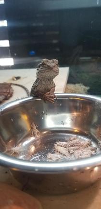 I dropped some crickets in her food bowl and she gives me this glimpse