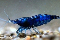 I found a blue shrimp on Google