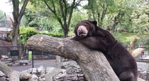 I found Confession Bear at the zoo today