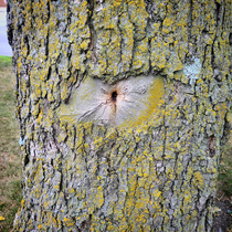 I found the best tree butthole ever