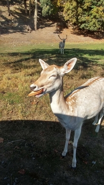 I gave this deer a piece of bread and I think it made his day