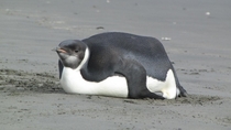 I googled Fat Penguin I was not Disappointed