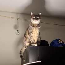 I got a new lamp then the cat did this