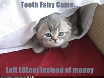 I guess a lolcat is better than nothing