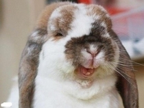 I guess you could say thats a Funny Bunny