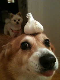 I had nothing planned for my cakeday and then this appeared on my facebook feed enjoy this dog with garlic on its head