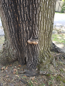 I have heard of chestnuts but not full out tree nuts