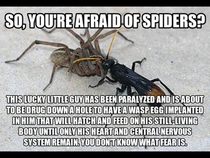 I heard Reddit dislikes spiders