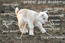 I heard somebody posted the spider anatomy picture again Here Ill give you guys this to take it off your mind again The proper anatomy of a goat