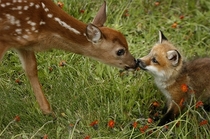 I heard you all like baby animals Heres a fawn and a kit