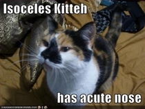 I is acute kitty
