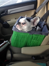 I just got my dog a booster seat for the car so she can see out the window while Im driving As of this morning she has SEEN SOME SHIT
