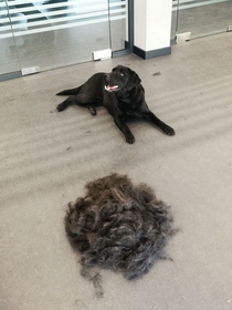 I knew labs shed their winter coat but WOW
