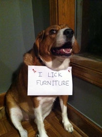 I lick Furniture