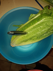 I made Caesar salad