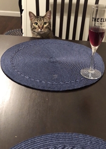 I made my wife mad so my kitty Milo was my date