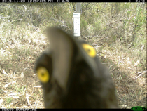 I now have  photos of this one currawong who spend  hrs in front of my camera trap and it somehow worked out how to open the trap Totally ruining my month of data Has anyone heard birds doing this to cameras before