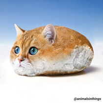 I photoshop animals into things Heres a cat in a bread roll