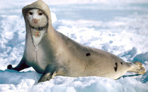 I photoshopped a cat and a seal together