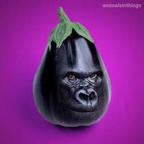 I photoshopped a Gorilla into an Eggplant for your viewing pleasure