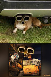 I photoshopped this picture of a dog under a car 