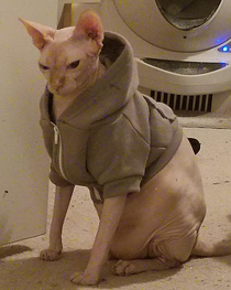 I put a sweatshirt on my cat and now hes asking me if I even lift