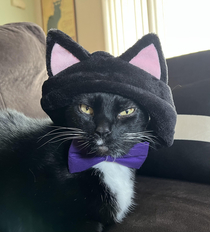 I put cat ears and a bow tie on my tuxedo cat Some day Basil will take his sweet sweet revenge