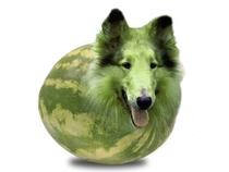 I see your Melon Cat and raise you a Melon Collie