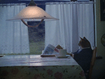 I should show people this Boat Cat in GIF form