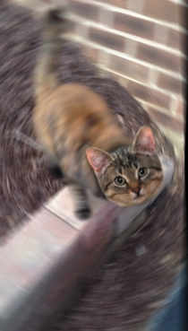 I stabilized the picture of the cat that shook its head