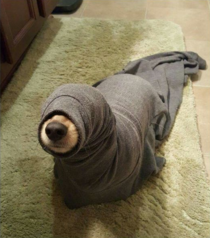 I think I just found a seal in my bathroom