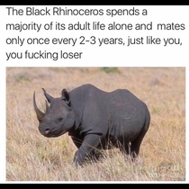 I think i might be part Rhino