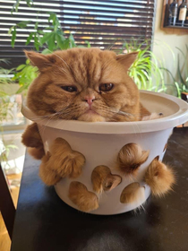 I think its time to repot the cat