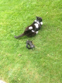I think my cat is mocking the squirrel it murdered