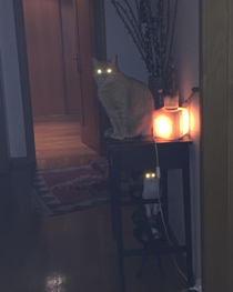 I think somehow my cats are sucking the Light from The table lamp