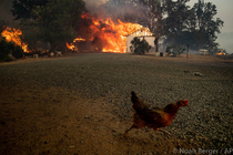 I think we finally know why the chicken crossed the road