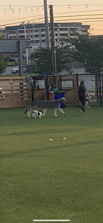 I took a Panorama at a dog park I work at and caught this