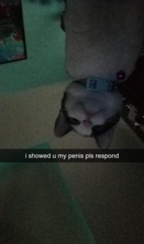 I took a picture of my cat and sent it to my friend She added this caption and sent it back