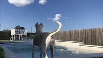 I tried to get a shot of the family jumping into our new pool for the first time and got ed instead