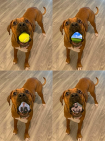 I used my dogs tennis ball as a green screen