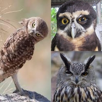 I was going to google screech owls but it autocorrected to suspicious owls and I was not disappointed