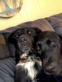I was told they look like an old couple trying to take a selfie