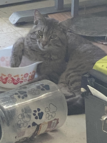I woke up to find a stray relaxing at our cats dish