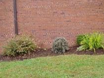 I work at a small public high school We take Halloween very seriously The middle bush is one of my students dressed in a ghillie suitbest way to cut class and not get caught EVER