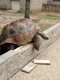 I work at a zoo and today a lb tortoise tried to escape
